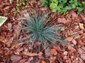 Festuca glauca `Intense Blue``