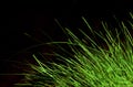 Festuca grass