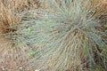 Festuca ovina L.