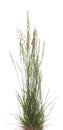 Festuca ovina Royalty Free Stock Photo
