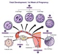 Fetal development first week of pregnancy infographic diagram Royalty Free Stock Photo