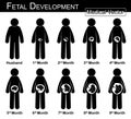 Fetal development ( pregnant woman and fetal growth in womb )