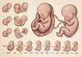 Fetal development stages visualized by week Royalty Free Stock Photo