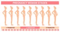 Fetal development stages in womb. Pregnancy woman silhouette. Gradual abdomen growth. Female body changing. Baby in