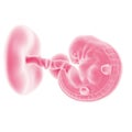 Fetal development - week 6 Royalty Free Stock Photo