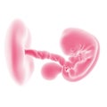 fetal development - week 7 Royalty Free Stock Photo