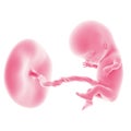 Fetal development - week 11 Royalty Free Stock Photo