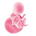 The fetal development - week 18 Royalty Free Stock Photo