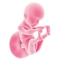 Fetal development - week 25 Royalty Free Stock Photo