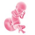 Fetal development - week 30 Royalty Free Stock Photo