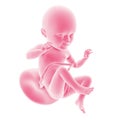 Fetal development - week 34