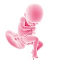 Fetal development - week 36