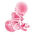 Fetal development - week 37 Royalty Free Stock Photo