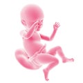 Fetal development - week 39