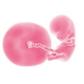 The fetal development - week 10 Royalty Free Stock Photo