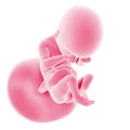 Fetal development - week 19 Royalty Free Stock Photo