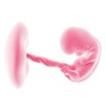 The fetal development - week 8 Royalty Free Stock Photo