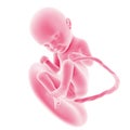 Fetal development - week 33