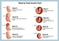 Fetal growth chart displaying illustrations of fetal development Royalty Free Stock Photo