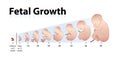 Fetal Growth Royalty Free Stock Photo