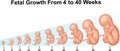 Fetal growth from 4 to 40 weeks Royalty Free Stock Photo