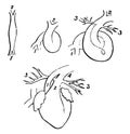 Fetal Heart in Successive Stages of Development, vintage illustration