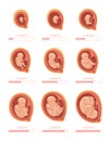 Fetal stages. Stage growth embryo, process fetus development 1 9 months pregnancy week develop unborn baby, healthy