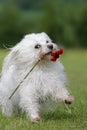 Fetching a flower