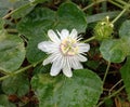 Fetid passionflower bloom on leaf is ivy-like vine. The vine is somewhat crooked. Royalty Free Stock Photo