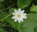 Fetid passionflower bloom on leaf is ivy-like vine. The vine is somewhat crooked. Royalty Free Stock Photo