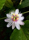 Fetid passionflower Royalty Free Stock Photo