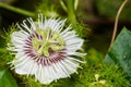 Fetid passionflower Royalty Free Stock Photo