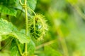 Fetid passionflower, Scarletfruit passionflower, Stinking passion flower Royalty Free Stock Photo