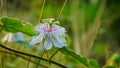 Fetid passionflower, Scarletfruit passionflower, Stinking passion flower Royalty Free Stock Photo