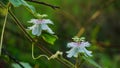 Fetid passionflower, Scarletfruit passionflower, Stinking passion flower Royalty Free Stock Photo