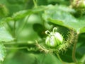 Fetid passionflower, Scarletfruit passionflower, Stinking passion flower Royalty Free Stock Photo