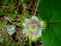 Fetid passionflower, Scarletfruit passionflower, Stinking passionflower Passiflora foetida.