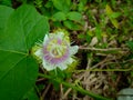 Fetid passionflower, Scarletfruit passionflower, Stinking passionflower Passiflora foetida