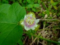 The scenery in river with cloud and the across townFetid passionflower, Scarletfruit passionflower, Stinking passionflower Passif