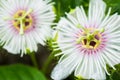 Fetid passionflower Royalty Free Stock Photo