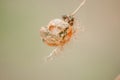 Passiflora foetida, dried vine, still has hair on the fruit Royalty Free Stock Photo