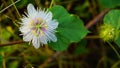 Fetid passionflower, Scarletfruit passionflower, Stinking passion flower Royalty Free Stock Photo