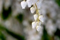 Fetterbush White Flower Blossom 03