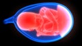 Fetus Baby in Womb Anatomy Royalty Free Stock Photo