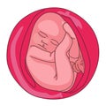 Fetus, Baby in the womb close-up. pregnancy and baby illustration on white background. Royalty Free Stock Photo