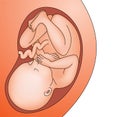 Fetus in belly full grown baby in womb of pregnant Royalty Free Stock Photo