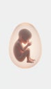 Fetus developing inside a symbolic protective cell structure Royalty Free Stock Photo