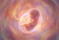 Fetus developing inside womb undergoing early pregnancy Royalty Free Stock Photo