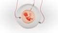 Fetus development in an artificial gestational sac