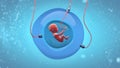 Fetus development in an artificial gestational sac